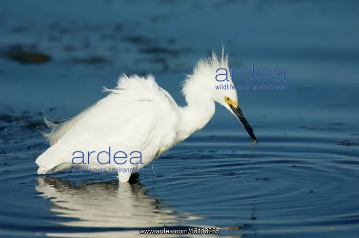 : Snowy Egret (Egretta thula) with fish : Snowy Egret (Egretta thula) with fish