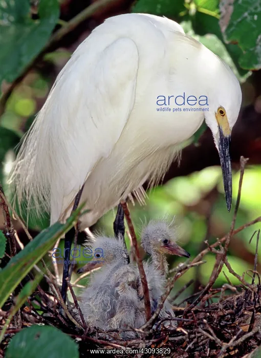 : Snowy Egret (Egretta thula) with nestlings : Snowy Egret (Egretta thula) with nestlings