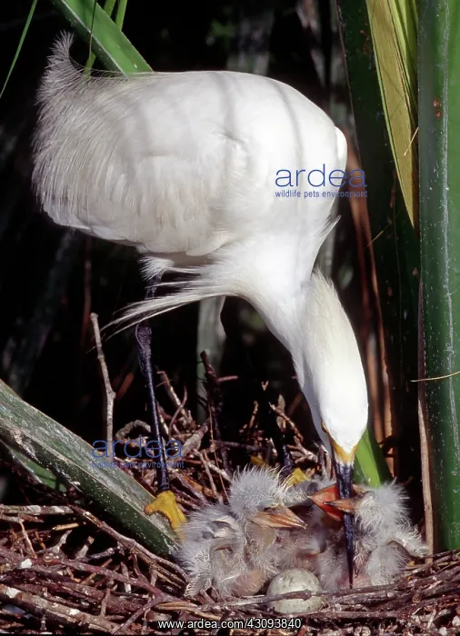: Snowy Egret (Egretta thula) with nestlings : Snowy Egret (Egretta thula) with nestlings