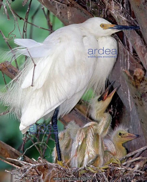: Snowy Egret (Egretta thula) with nestlings : Snowy Egret (Egretta thula) with nestlings