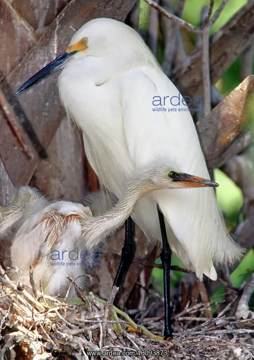 : Snowy Egret (Egretta thula) with nestlings : Snowy Egret (Egretta thula) with nestlings