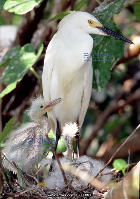 : Snowy Egret (Egretta thula) with nestlings : Snowy Egret (Egretta thula) with nestlings