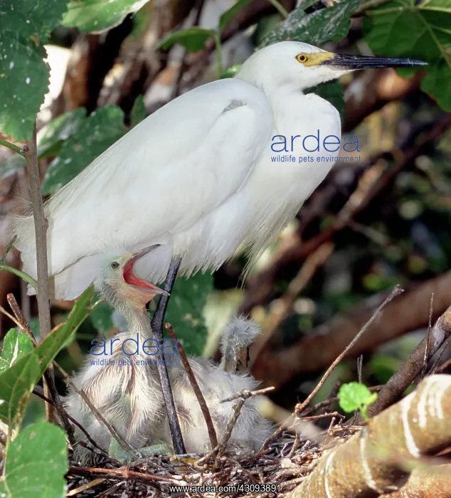 : Snowy Egret (Egretta thula) with nestlings : Snowy Egret (Egretta thula) with nestlings