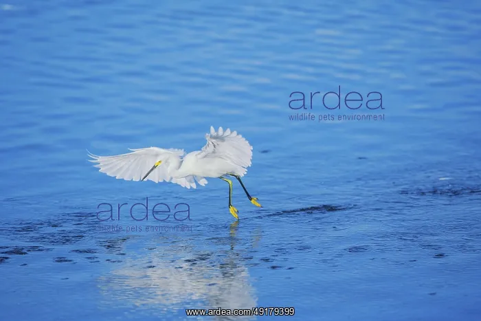 : Snowy Egret (Egretta thula) starting flight : Snowy Egret (Egretta thula) starting flight