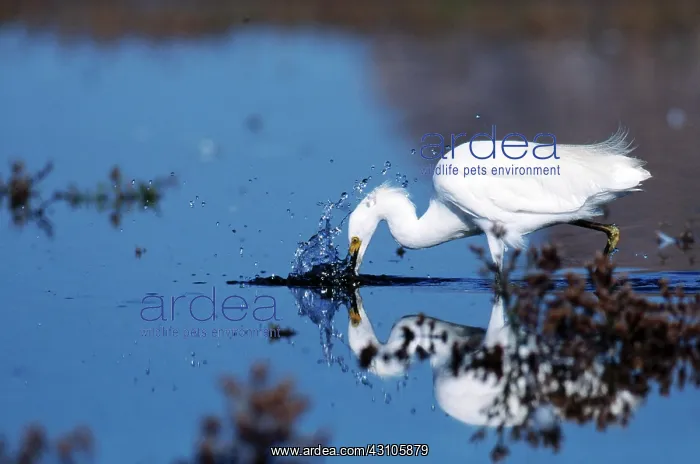: Snowy Egret Feeding : Snowy Egret Feeding