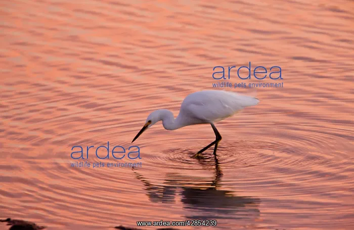 : Snowy Egret - feeding in lagoon at sunset : Snowy Egret - feeding in lagoon at sunset