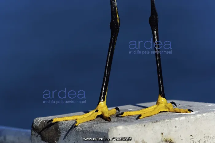 : Snowy Egret Feet : Snowy Egret Feet