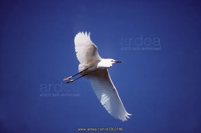 : SNOWY EGRET - in flight : SNOWY EGRET - in flight