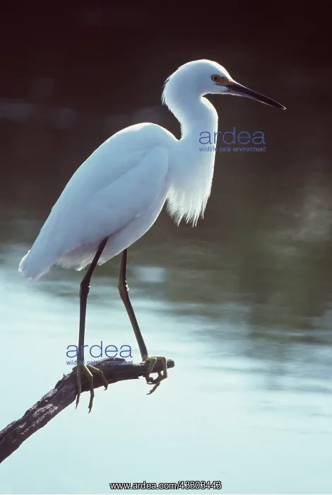 : SNOWY EGRET - Immature, perched on branch over water : SNOWY EGRET - Immature, perched on branch over water