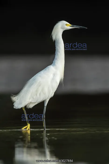  : Snowy Egret, Los Llanos, Colombia