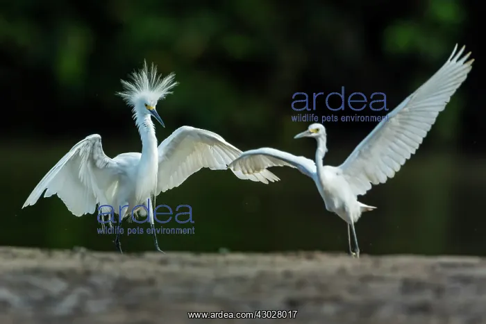  : Snowy Egret, Los Llanos, Colombia