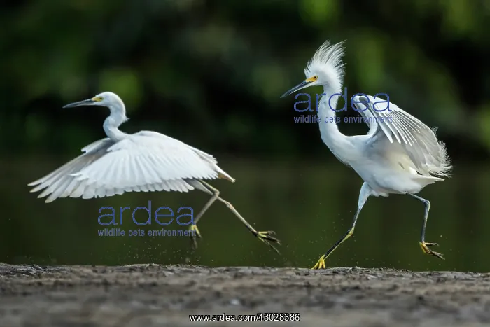  : Snowy Egret, Los Llanos, Colombia