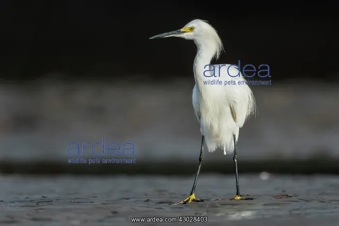  : Snowy Egret, Los Llanos, Colombia
