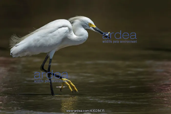  : Snowy Egret, Los Llanos, Colombia