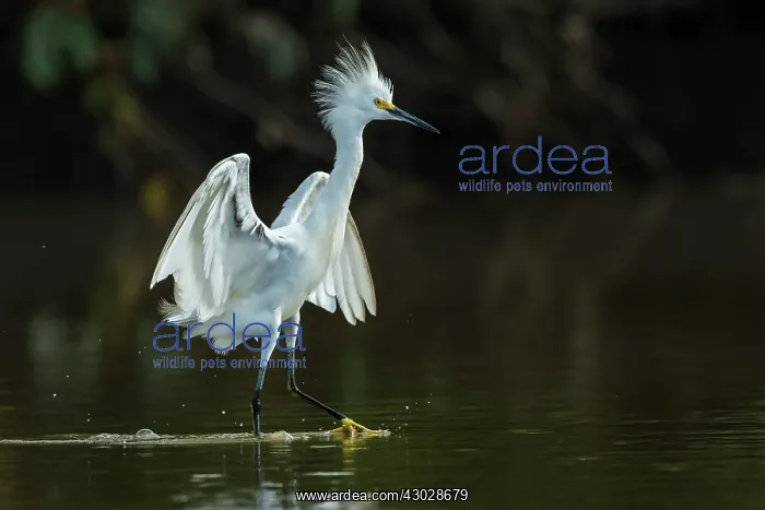 : Snowy Egret, Los Llanos, Colombia : Snowy Egret, Los Llanos, Colombia