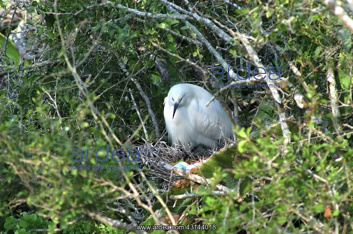 : Snowy Egret in nest : Snowy Egret in nest