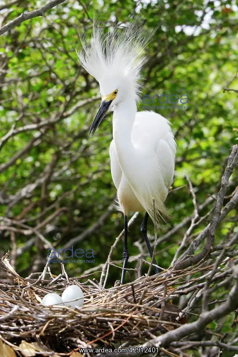 : Snowy Egret - at nest with eggs : Snowy Egret - at nest with eggs