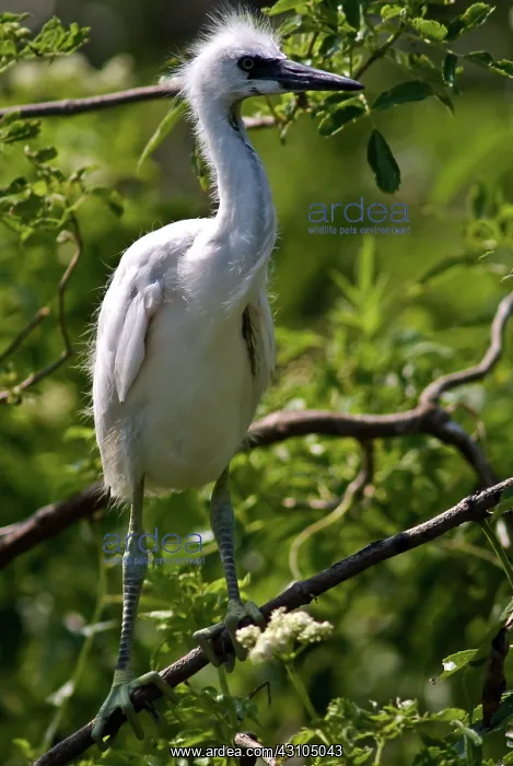 : Snowy Egret Nestlings : Snowy Egret Nestlings