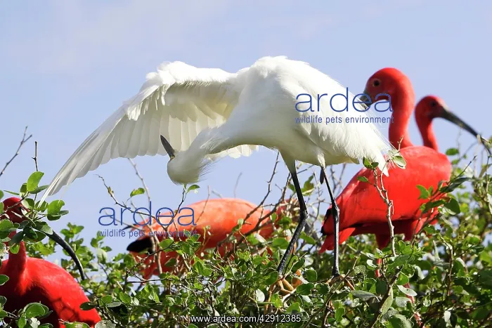 : Snowy Egret - preening : Snowy Egret - preening
