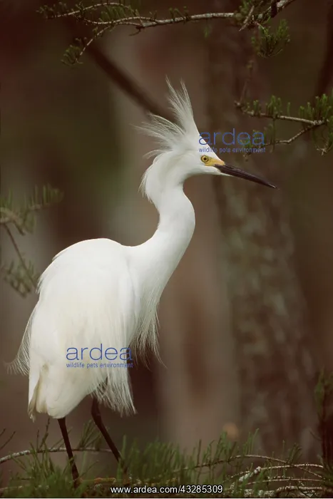 : SNOWY EGRET - profile : SNOWY EGRET - profile