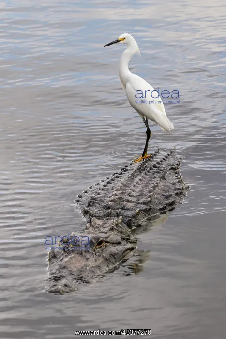: Snowy Egret riding on top of American alligator, Florida : Snowy Egret riding on top of American alligator, Florida