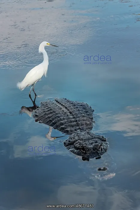 : Snowy egret, riding on back of American alligator. Merritt : Snowy egret, riding on back of American alligator. Merritt