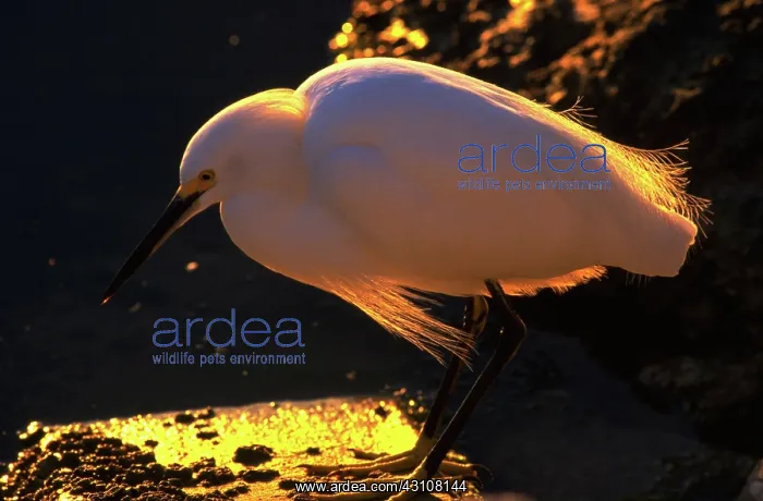 : Snowy egret at sunset : Snowy egret at sunset