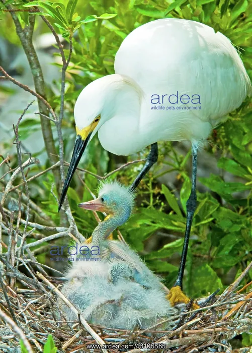 : Snowy Egret tending young : Snowy Egret tending young