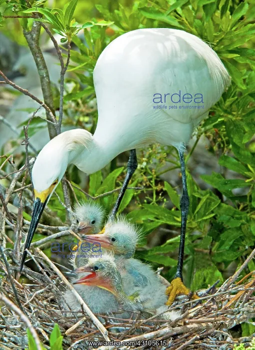 : Snowy Egret tending young : Snowy Egret tending young