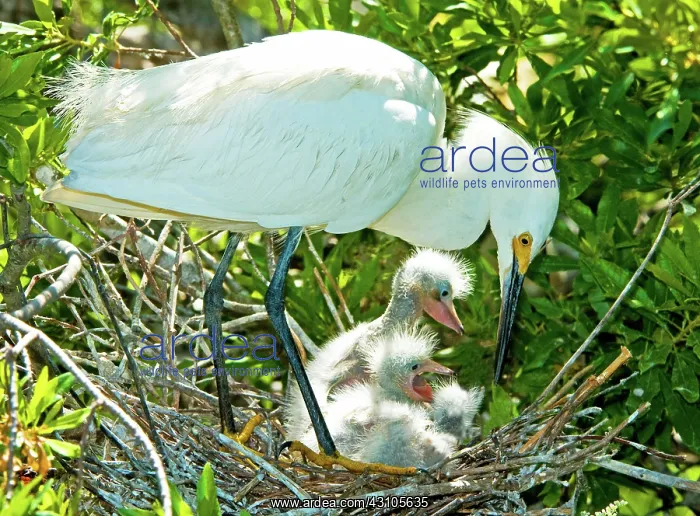 : Snowy Egret tending young : Snowy Egret tending young