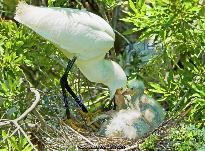 : Snowy Egret tending young : Snowy Egret tending young