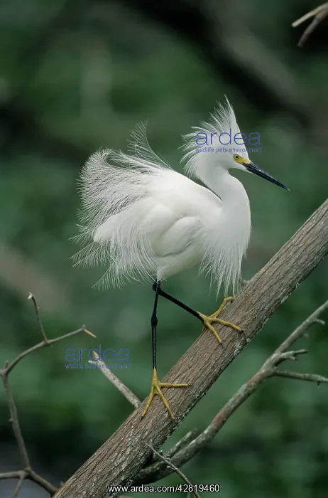 : Snowy Egret - in tree : Snowy Egret - in tree