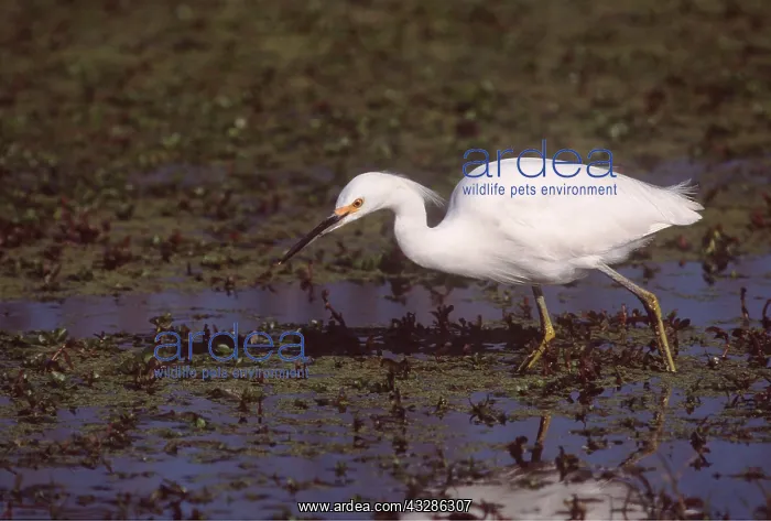 : SNOWY EGRET - wading through Pampas grass : SNOWY EGRET - wading through Pampas grass