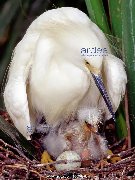 : Snowy Egrets : Snowy Egrets