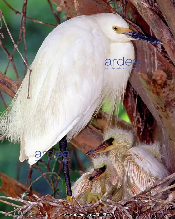 : Snowy Egrets : Snowy Egrets