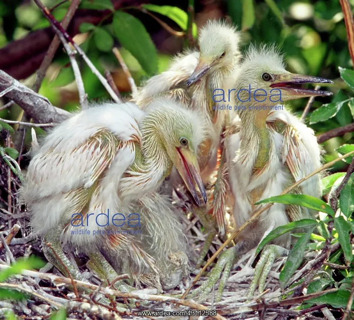 : Snowy Egrets : Snowy Egrets