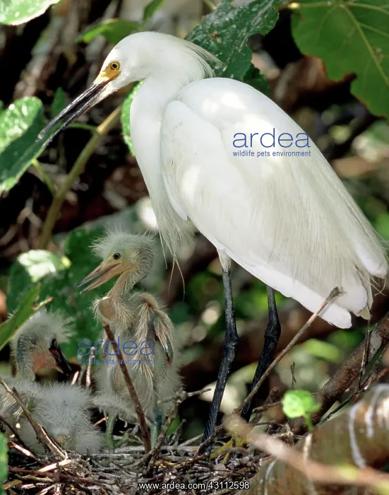 : Snowy Egrets : Snowy Egrets