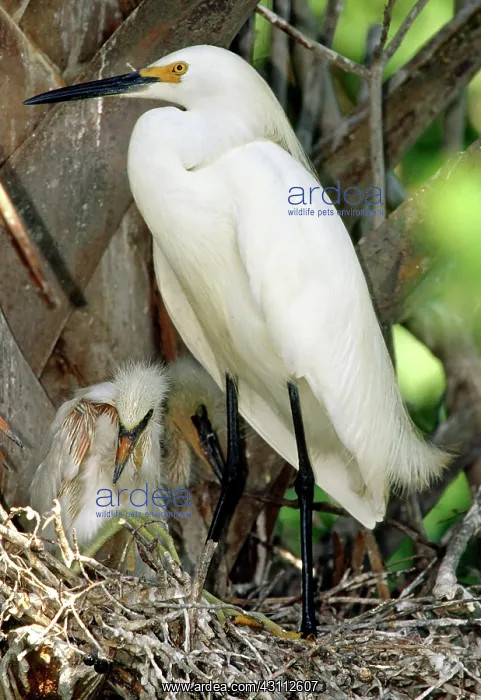 : Snowy Egrets : Snowy Egrets