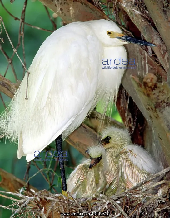 : Snowy Egrets : Snowy Egrets