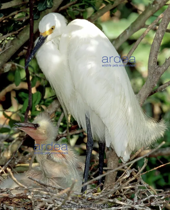 : Snowy Egrets : Snowy Egrets
