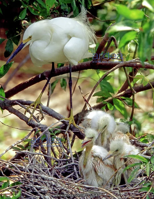 : Snowy Egrets : Snowy Egrets