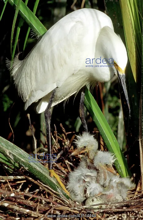 : Snowy Egrets : Snowy Egrets