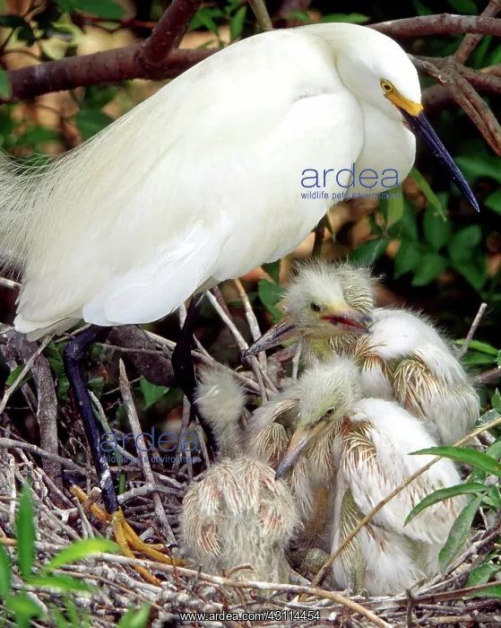  : Snowy Egrets