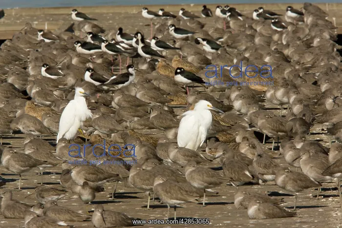 : Snowy Egrets, Willets, Marbled Godwits and Black-necked : Snowy Egrets, Willets, Marbled Godwits and Black-necked