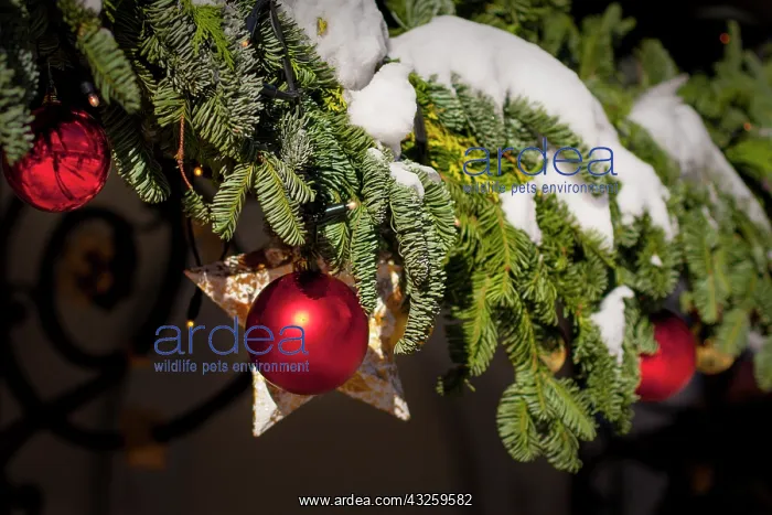 : Snowy evergreen decorations at Christmas : Snowy evergreen decorations at Christmas