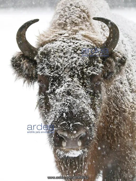 : Snowy face of European bison : Snowy face of European bison