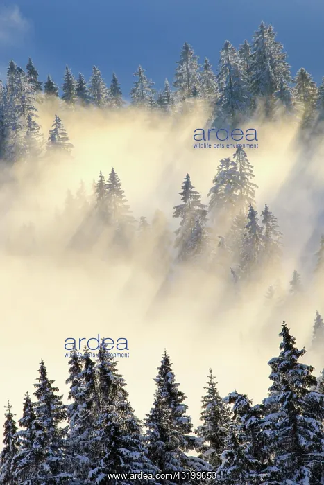 : Snowy fir forest, Gurnigel, Switzerland, Europe : Snowy fir forest, Gurnigel, Switzerland, Europe