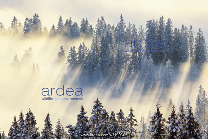 : Snowy fir forest, Gurnigel, Switzerland, Europe : Snowy fir forest, Gurnigel, Switzerland, Europe