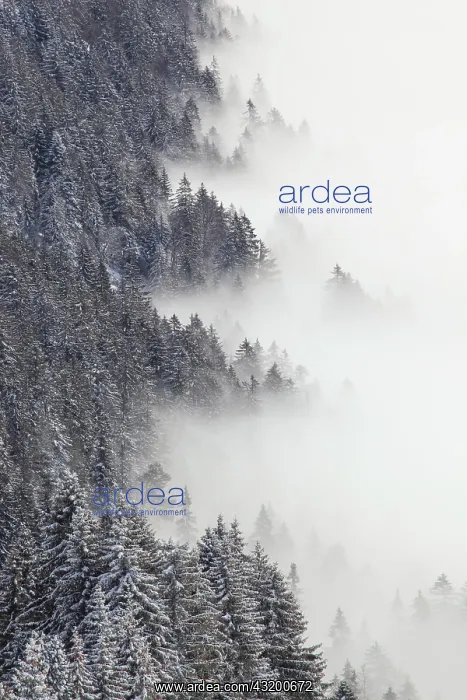 : Snowy fir forest and sea of fog, Switzerland, Europe : Snowy fir forest and sea of fog, Switzerland, Europe