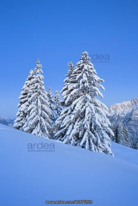 : Snowy fir trees, Switzerland, Europe : Snowy fir trees, Switzerland, Europe